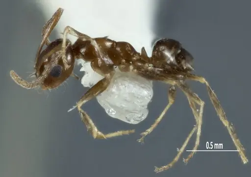 Melophorus pusillus specimen ANTWEB1041107 image antweb1041107_3