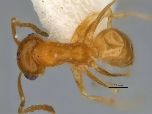 Melophorus pusillus specimen JDM32-004668-1 image jdm32-004668-1_1