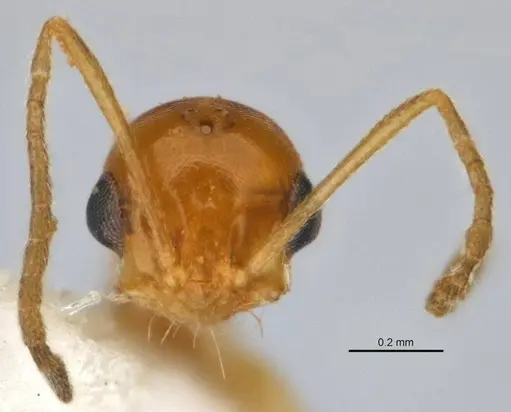 Melophorus pusillus specimen JDM32-004668-1 image jdm32-004668-1_2
