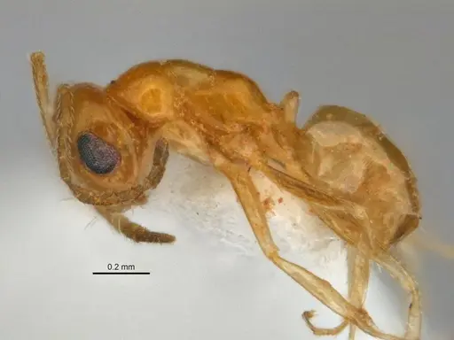 Melophorus pusillus specimen JDM32-004668-1 image jdm32-004668-1_3