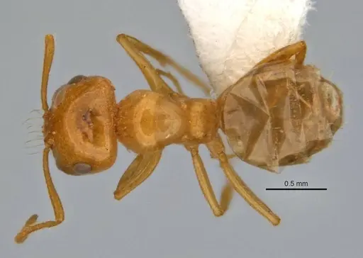 Melophorus pusillus specimen JDM32-004668-2 image jdm32-004668-2_1