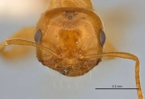 Melophorus pusillus specimen JDM32-004668-2 image jdm32-004668-2_2