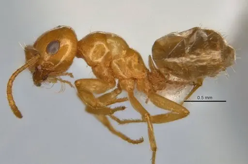 Melophorus pusillus specimen JDM32-004668-2 image jdm32-004668-2_3