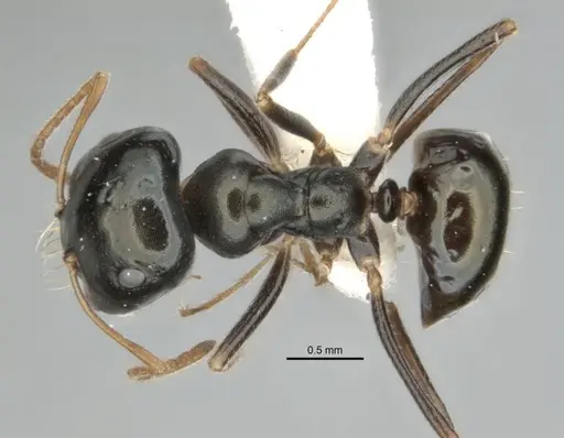 Melophorus quadratus specimen ANIC32-900053-1 image anic32-900053-1_1