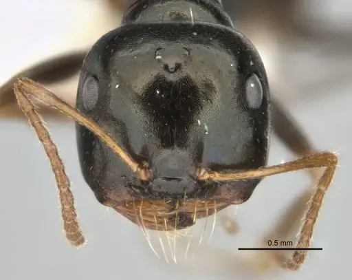 Melophorus quadratus specimen ANIC32-900053-1 image anic32-900053-1_2