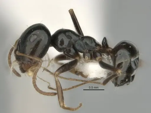 Melophorus quadratus specimen ANIC32-900053-1 image anic32-900053-1_3