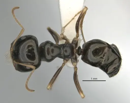 Melophorus quadratus specimen ANIC32-900053-2 image anic32-900053-2_1