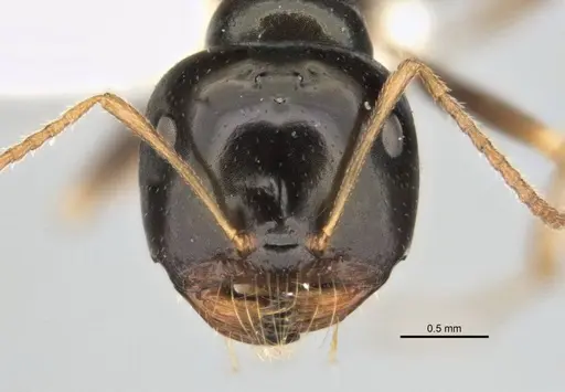 Melophorus quadratus specimen ANIC32-900053-2 image anic32-900053-2_2