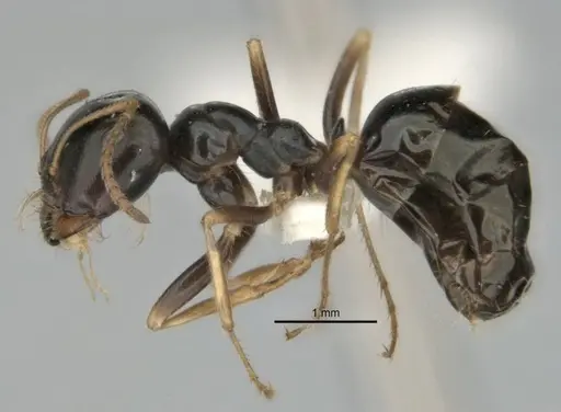 Melophorus quadratus specimen ANIC32-900053-2 image anic32-900053-2_3
