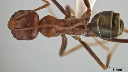 Melophorus rufoniger specimen ANIC32-046417 image anic32-046417_1