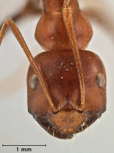Melophorus rufoniger specimen ANIC32-046417 image anic32-046417_2
