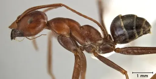 Melophorus rufoniger specimen ANIC32-046417 image anic32-046417_3