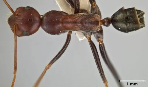 Melophorus rufoniger specimen ANIC32-066663-1 image anic32-066663-1_1