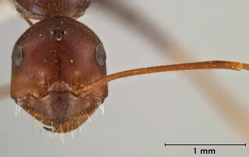 Melophorus rufoniger specimen ANIC32-066663-1 image anic32-066663-1_2