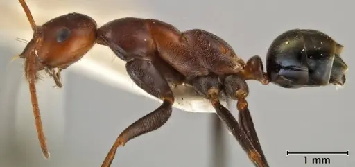 Melophorus rufoniger specimen ANIC32-066663-1 image anic32-066663-1_3