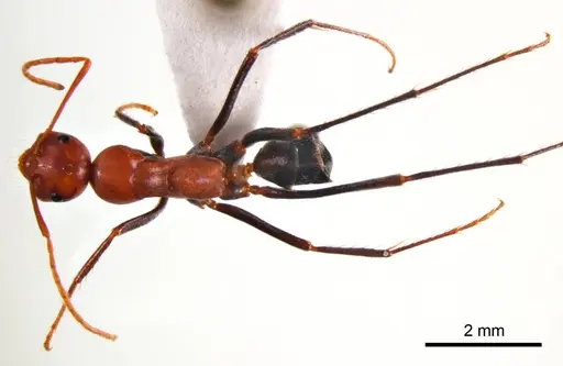 Melophorus rufoniger specimen ANTWEB1008662 image antweb1008662_1