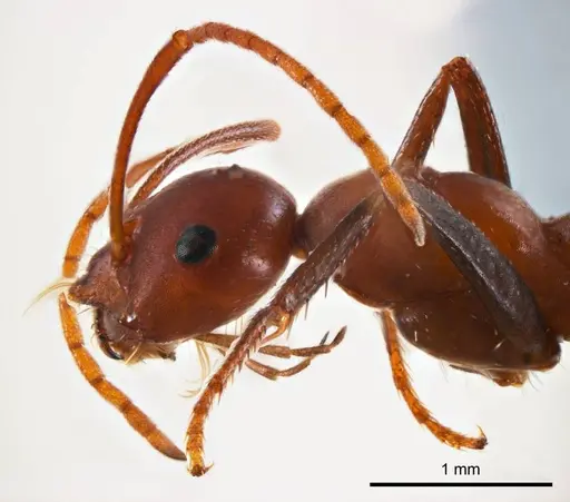 Melophorus rufoniger specimen ANTWEB1008662 image antweb1008662_3