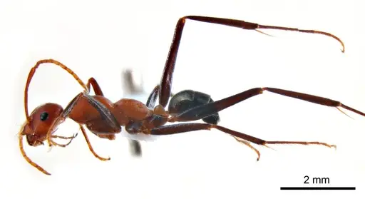 Melophorus rufoniger specimen ANTWEB1008662 image antweb1008662_4