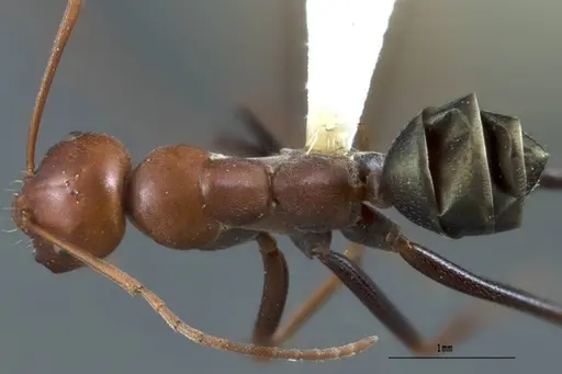 Melophorus rufoniger specimen ANTWEB1008986 image antweb1008986_1