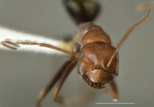 Melophorus rufoniger specimen ANTWEB1008986 image antweb1008986_2