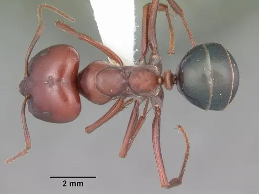 Melophorus rufoniger specimen CASENT0010932 image casent0010932_1