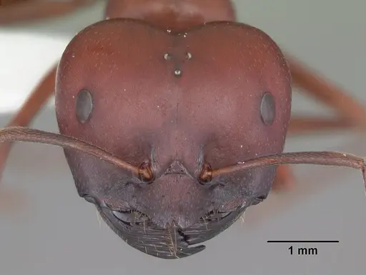 Melophorus rufoniger specimen CASENT0010932 image casent0010932_2