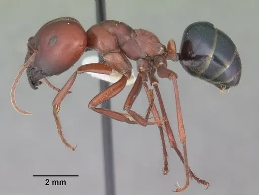 Melophorus rufoniger specimen CASENT0010932 image casent0010932_3