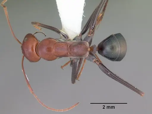 Melophorus rufoniger specimen CASENT0010933 image casent0010933_1