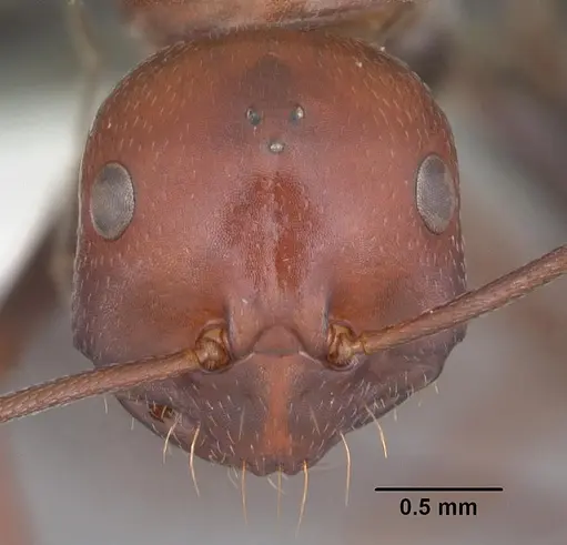 Melophorus rufoniger specimen CASENT0010933 image casent0010933_2