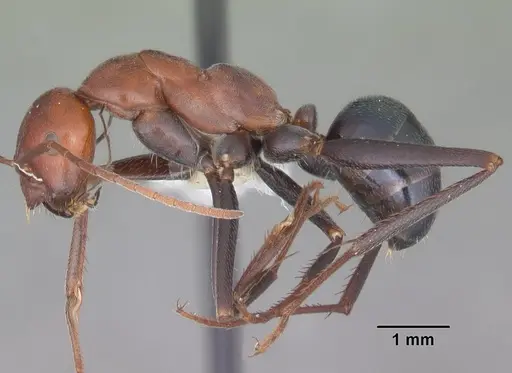 Melophorus rufoniger specimen CASENT0010933 image casent0010933_3