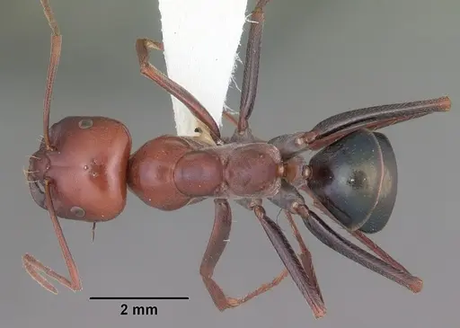 Melophorus rufoniger specimen CASENT0011048 image casent0011048_1