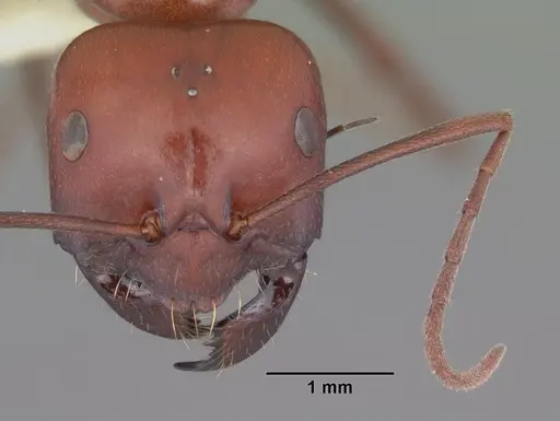 Melophorus rufoniger specimen CASENT0011048 image casent0011048_2