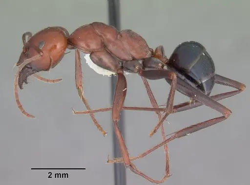 Melophorus rufoniger specimen CASENT0011048 image casent0011048_3