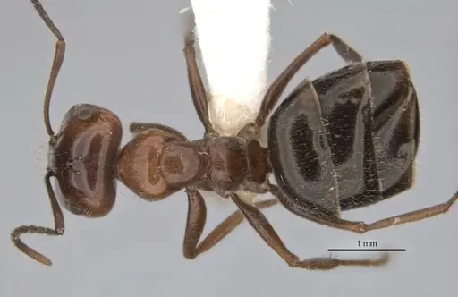 Melophorus sericothrix specimen ANIC32-900103 image anic32-900103_1