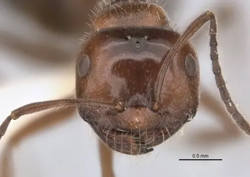 Melophorus sericothrix specimen ANIC32-900103 image anic32-900103_2
