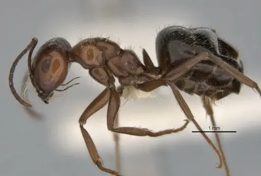 Melophorus sericothrix specimen ANIC32-900103 image anic32-900103_3