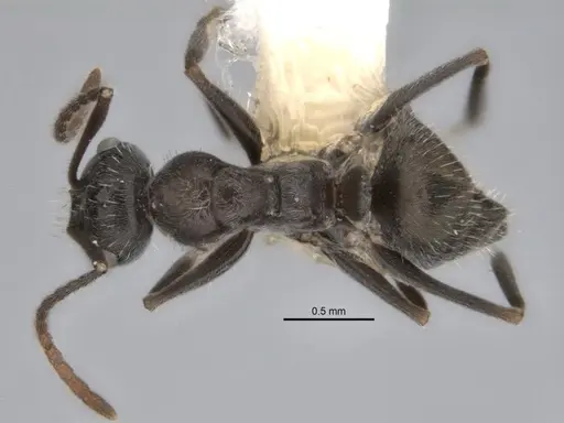Melophorus sericothrix specimen ANIC32-900174-1 image anic32-900174-1_1