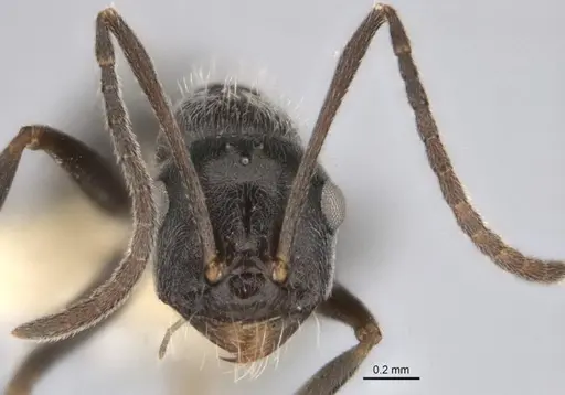 Melophorus sericothrix specimen ANIC32-900174-1 image anic32-900174-1_2