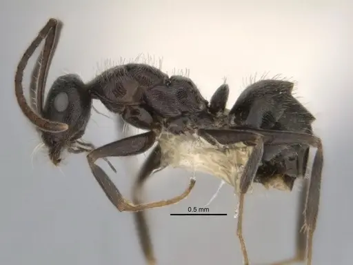 Melophorus sericothrix specimen ANIC32-900174-1 image anic32-900174-1_3