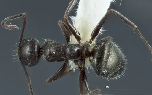 Melophorus sericothrix specimen ANIC32-900174-2 image anic32-900174-2_1