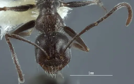 Melophorus sericothrix specimen ANIC32-900174-2 image anic32-900174-2_2