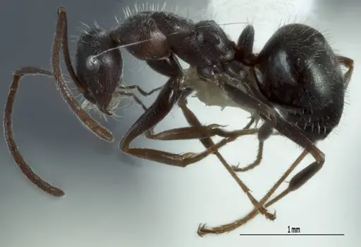 Melophorus sericothrix specimen ANIC32-900174-2 image anic32-900174-2_3