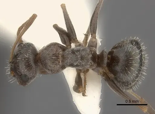 Melophorus sericothrix specimen CASENT0217724 image casent0217724_1