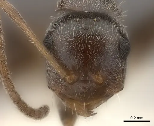 Melophorus sericothrix specimen CASENT0217724 image casent0217724_2