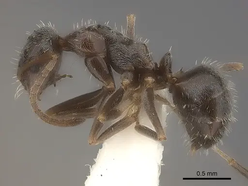 Melophorus sericothrix specimen CASENT0217724 image casent0217724_3