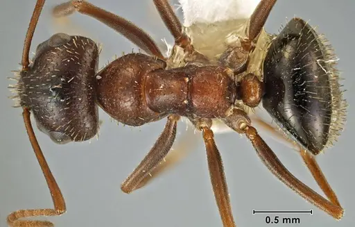 Melophorus setosus specimen ANIC32-066657-1 image anic32-066657-1_1