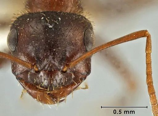 Melophorus setosus specimen ANIC32-066657-1 image anic32-066657-1_2