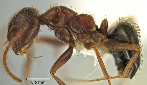 Melophorus setosus specimen ANIC32-066657-1 image anic32-066657-1_3