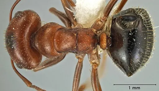Melophorus setosus specimen ANIC32-066657-2 image anic32-066657-2_1