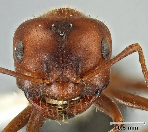 Melophorus setosus specimen ANIC32-066657-2 image anic32-066657-2_2
